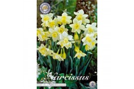 Narcissus Narcissus Jonquilla Pueblo x7 12/+ overig pp