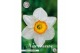 Narcissus Narcissus Trumpet Barrett Browning x 5 14/16 