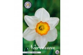 Narcissus Narcissus Trumpet Barrett Browning x 5 14/16