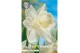 Narcissus Narcissus Trumpet Mount Hood x5 14/16 overig pp 