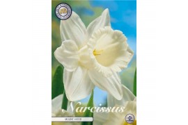 Narcissus Narcissus Trumpet Mount Hood x5 14/16 overig pp