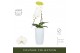 Phalaenopsis Formidablo 15 White - 1 tak 