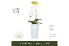 Phalaenopsis Formidablo 15 White - 1 tak