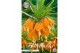Bollen droog fritillaria Fritillaria Imperialis Aurora x1 24/26 overig 