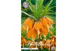 Bollen droog fritillaria Fritillaria Imperialis Aurora x1 24/26 overig