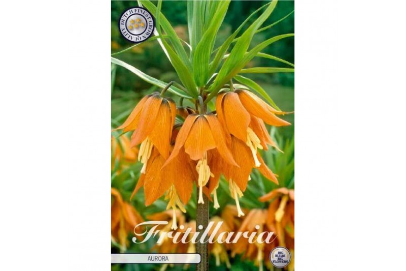 Bollen droog fritillaria Fritillaria Imperialis Aurora x1 24/26 overig 