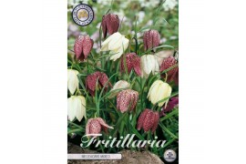 Bollen droog fritillaria Fritillaria Meleagris Mixed x15 7/+ overig pp