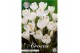Crocus Crocus Vernus Jeanne D Àrc x10 8/9 overig pp 