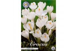 Crocus Crocus Vernus Jeanne D Àrc x10 8/9 overig pp