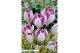 Crocus Crocus Vernus Vanguard x10 8/9 overig pp 