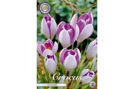 Crocus Crocus Vernus Vanguard x10 8/9 overig pp