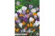 Crocus Crocus Vernus Mixed x10 8/9 overig pp 