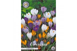 Crocus Crocus Vernus Mixed x10 8/9 overig pp