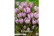 Crocus Crocus Vernus Pickwick x10 8/9 