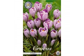 Crocus Crocus Vernus Pickwick x10 8/9
