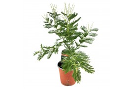Acacia paradoxa Mimosa