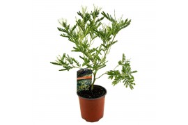 Acacia paradoxa Mimosa