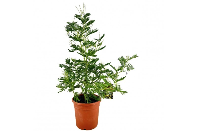 Acacia paradoxa Mimosa dealbata 