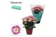 Chrysanthemum ind. rainbow pink secret decorum 