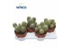 Cactus Mammillaria pringlei 