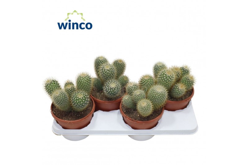 Cactus Mammillaria pringlei 