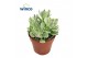 Crassula ovata variegata Rusby Variagata 