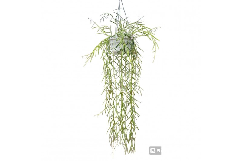 Hoya linearis 