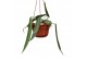Anthurium Anthurium pallidiflorum zonder bloem bl. 