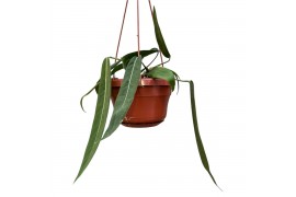 Anthurium Anthurium pallidiflorum zonder bloem bl.