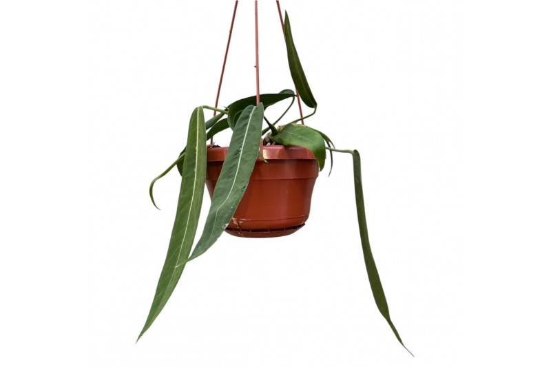 Anthurium Anthurium pallidiflorum zonder bloem bl. 