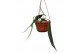 Anthurium Anthurium pallidiflorum zonder bloem bl. 