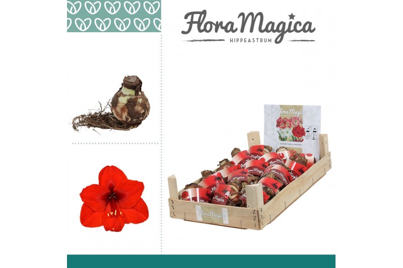 Bollen droog hippeastrum Rood 28/30 Bulb in Wooden Crate 