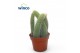 Succulenten Hildewinteria Colademoninis 