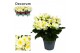 Begonia eliator hl. valentino white decorum 