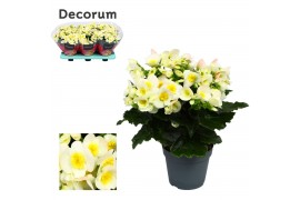 Begonia eliator hl. valentino white decorum