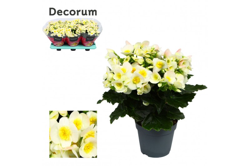 Begonia eliator hl. valentino white decorum 