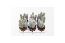 Cactus Austrocephalocereus Dybowskii