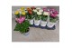 Chrysanthemum ind. cosmo mix met hoes 