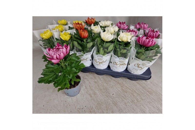 Chrysanthemum ind. cosmo mix met hoes 