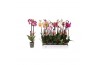 Phalaenopsis mix 2 tak - 14+ bloemen
