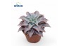 Echeveria Echeveria Madiba overige bl.