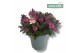 Hebe vinoa purple 