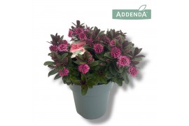 Hebe vinoa purple