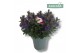 Hebe vinoa purple 