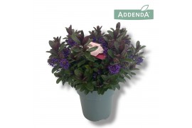 Hebe vinoa purple