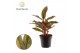 Aglaonema crete Decorum 