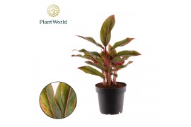 Aglaonema crete Decorum