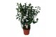 Camellia japonica brushfields yellow Camellia Brushfield Yellow 70+ kn 