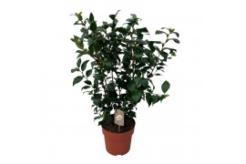 Camellia japonica brushfields yellow Camellia Brushfield Yellow 70+ kn