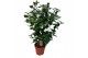 Camellia japonica dr king Camellia Dr. King 70+ knoppen 70 bl. 